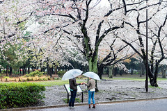 Cherry Blossoms in the Rain, Harajuku