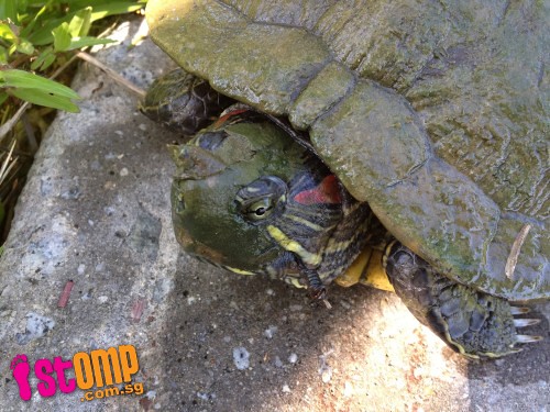 Angler who injured turtle with fish hook should be shamed 