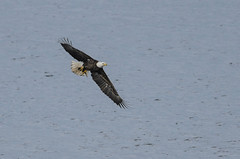 Eagle Fishing-5904.jpg by Mully410 * Images