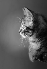 Félin chat photo chaton noir et blanc