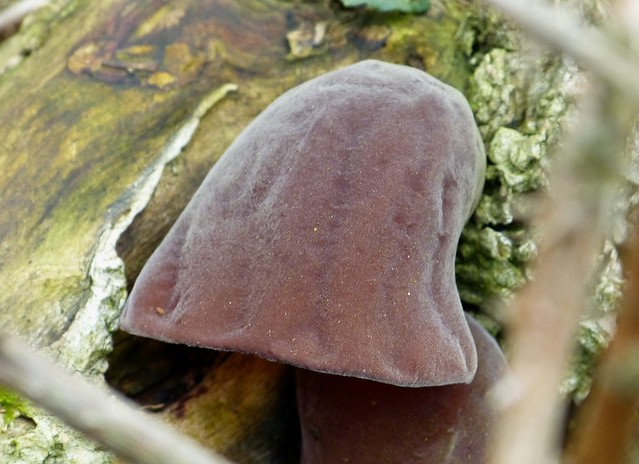 27234 - Jelly Ear Fungi, Millwood, Gower