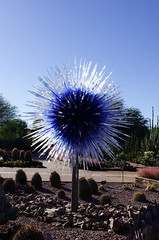 Chihuly Preview and Day of the Dead - Desert Botanical Gardens