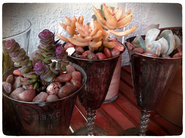 DIY: Succulents In Tarnished Silver