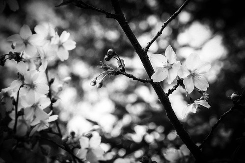 Eight dividing blooming —monochrome edition by Stroll diary