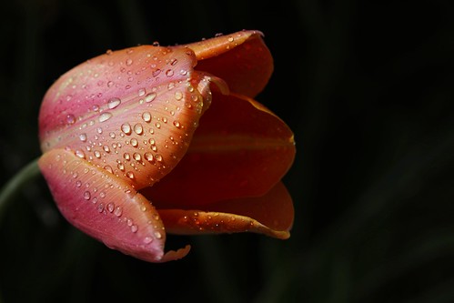Tulip by KarrieChantel
