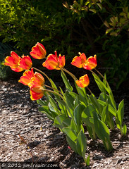 Easter Tulips Version I