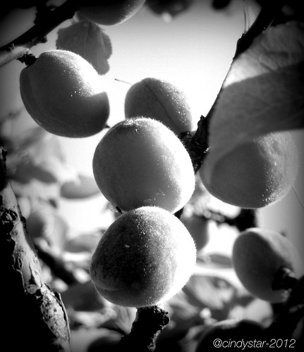 albicocche-apricots
