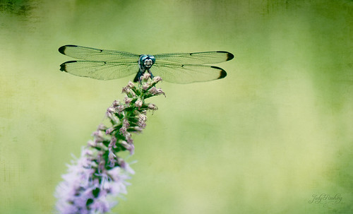 Oh My Dragonfly