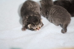 Kiska & Her Kittens