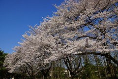 Cherry Blossom in Tokyo 2012