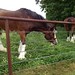 Clydesdales Grazing 1