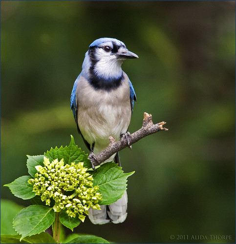 bluejay on a stick by Alida's Photos