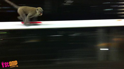Monkey problem getting worse: One even invades Khatib MRT Station 