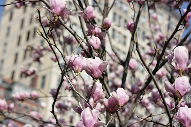 magnolias5