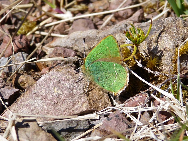 27024 - Green Hairstreak Butterfly, Isle of Mull