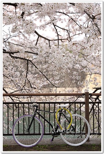 大阪城公園腳踏車