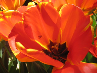 Tulip in the sun