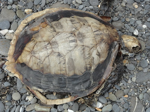 雙東（屏東、台東）林管處淨灘，清出700多公斤垃圾，在阿塱壹海岸遇到保育類海龜玳瑁屍身。（攝影：羅國文）