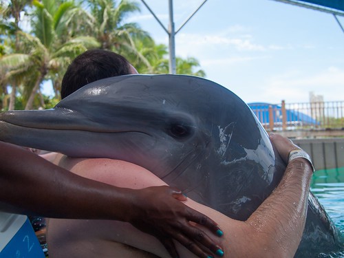 Affectionate dolphin