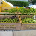 Organic produce - Forcalquier market