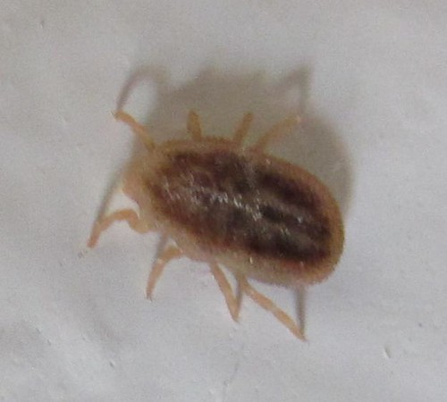 Identify... [a: not bed bug; probable swallow tick] Â« Got Bed Bugs ...