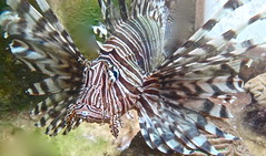 Bermuda DPlus-001 lionfish pic