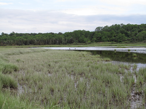 像美國馬薩諸塞州梅島口的互花米草沼澤（Spartina）這類的低海拔濕地，經常因潮汐而淹沒，並產生沉澱物，也使沼澤以很快的速度（每年約5-10毫米）形成。（圖：sandy richard。）