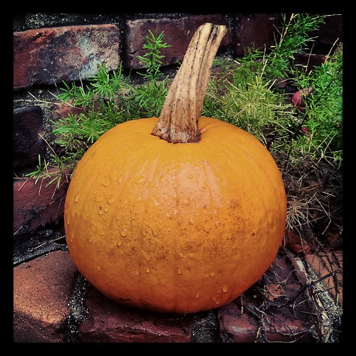 Rainy Day Pumpkin by Jodi K.