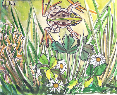Frog - Grenouille 001 by alain bertin