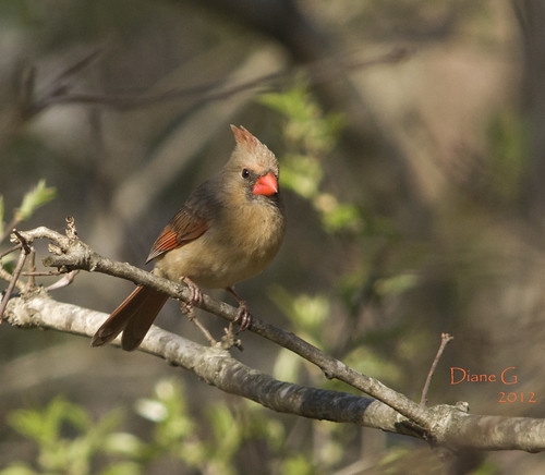 Northern Female Cardinal
