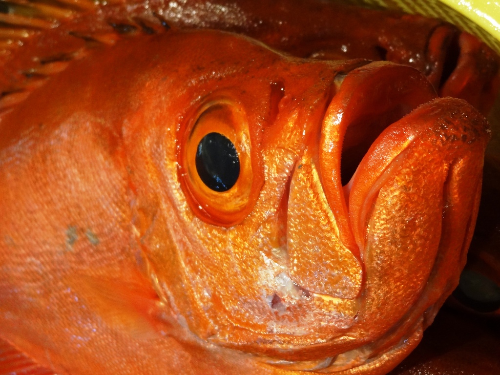 紅目鰱擁有招牌的大眼睛、大嘴巴，主要棲息在熱帶、亞熱帶地區較深的岩礁區。