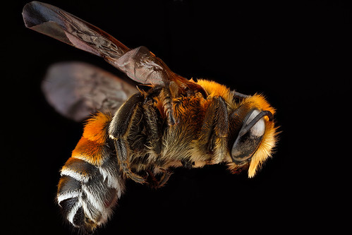 無料写真素材|動物|昆虫|蜂・ハチ|ミツバチ