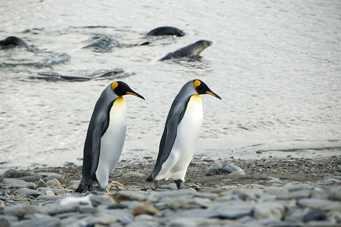 King Penguins by Veerle L