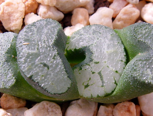 Haworthia truncata ( sharaku seedling) by picta67