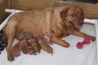 Merlot and pups day 1