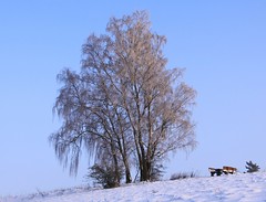 Birch trees. - Snow.