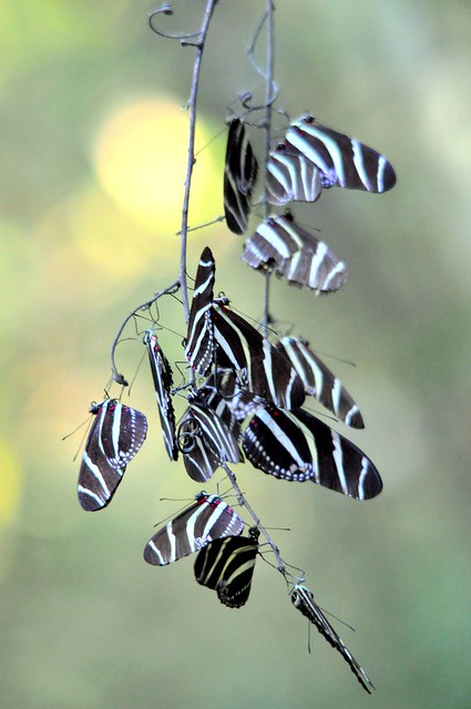 Zebra Longwings