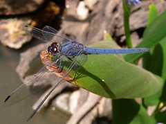 Dragonflies Kenya