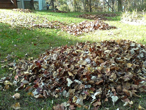 Piles of Leaves