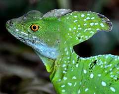 Costa Rica Reptiles 2011