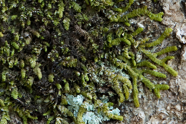 Mosses Liverworts Hornworts A Set On Flickr