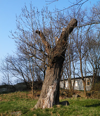 The stunted ash tree