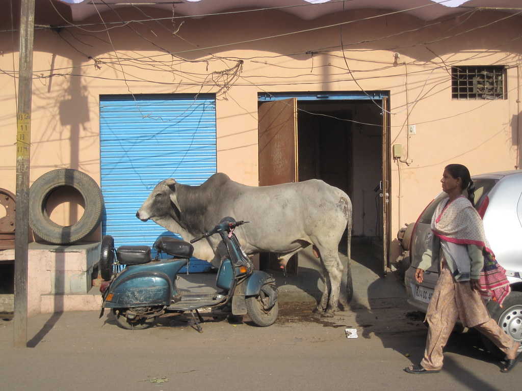 Cow In Street India