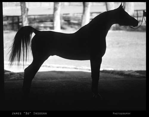 Arabian Horse Silhouette Black and White Print by Striking Photography by Bo