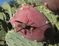 True Bugs - Hemiptera