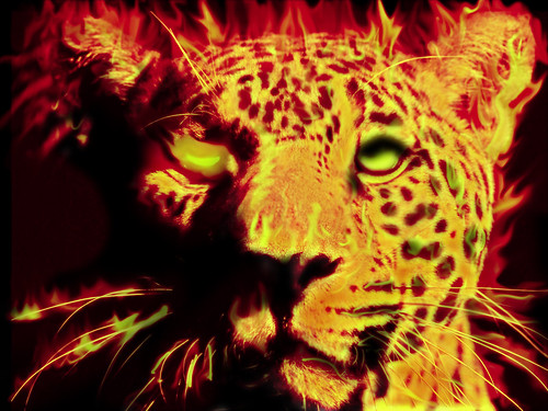jaguar-fire