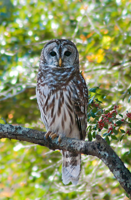 Barred Owl on
Branch