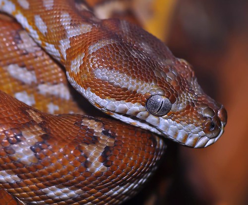 Bredl's Python Snake Morelia Bredli