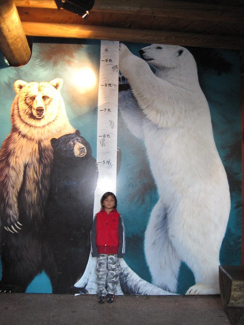 bear size