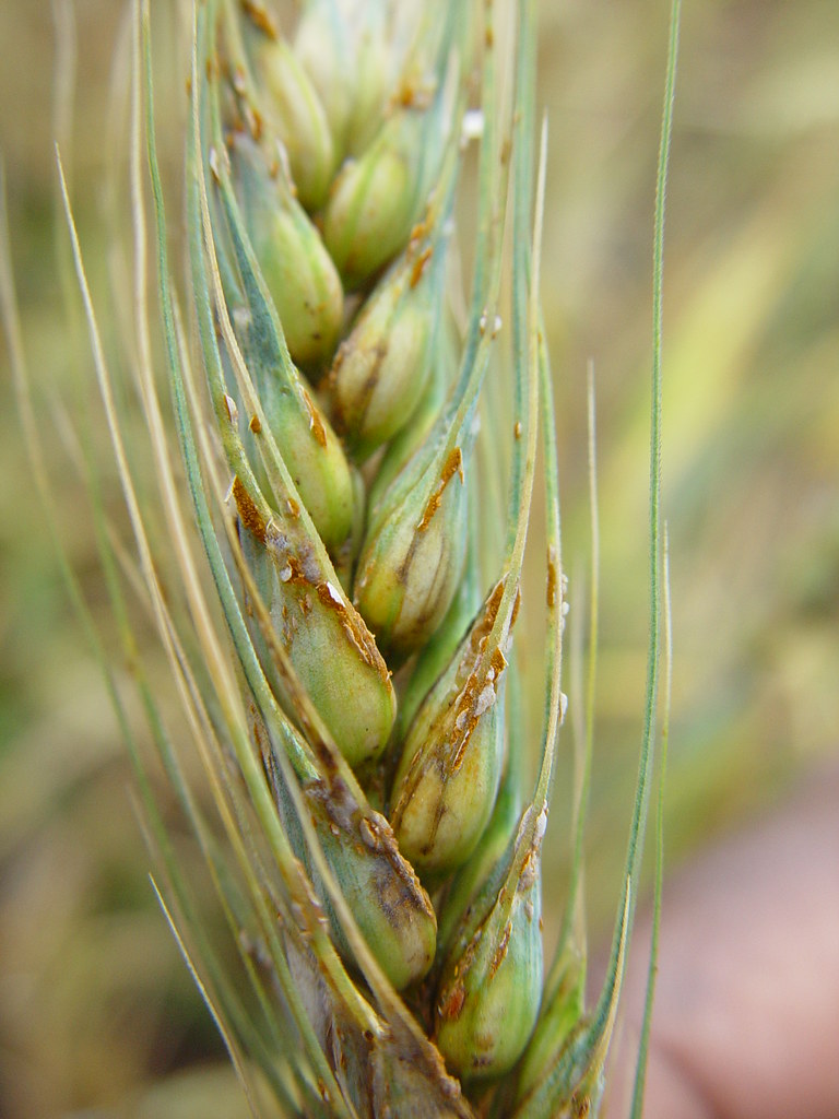 Ug99 stem rust on wheat